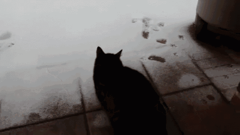 What Is This Cold Stuff? Get Away GIF - Cat Snow Scared GIFs