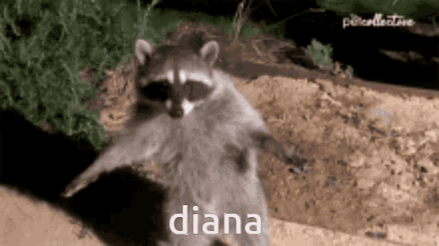a raccoon standing on its hind legs with the word diana written on the bottom