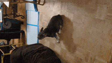a dog standing on a wooden floor next to a man in a black shirt