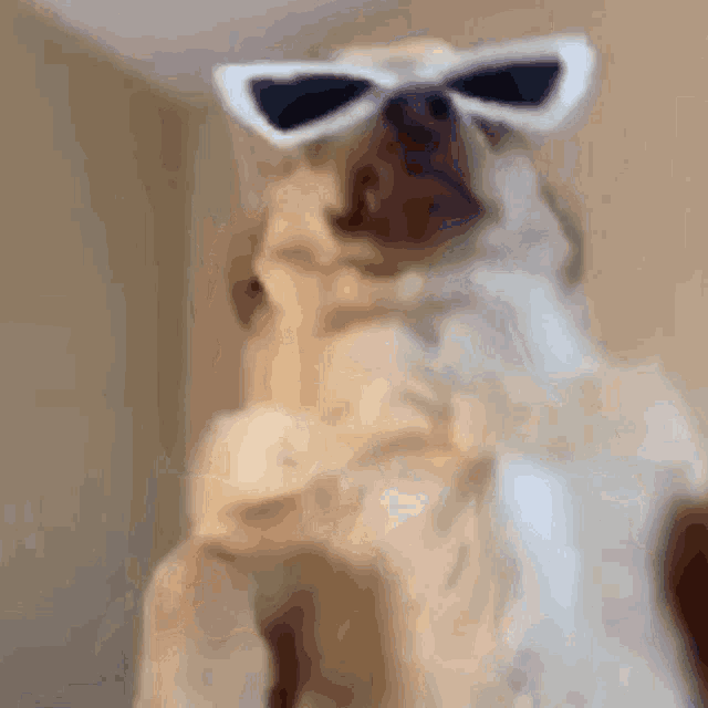 a close up of a dog wearing sunglasses