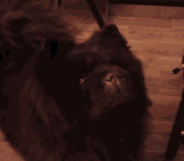 a black dog laying on a wooden floor looking up at the camera