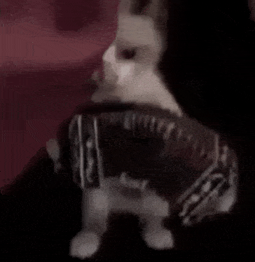 a cat is sitting on a table in a dark room looking at the camera .
