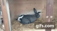 Coelhor Rabbit GIF - Coelhor Rabbit Mating Season GIFs