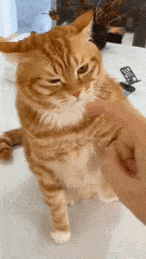 a person is petting a cat 's paw on a table .