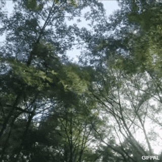 a gifpal image of trees with the sun shining through them