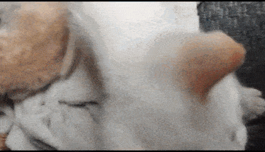 a close up of a cat 's face and ears .