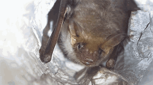 Hiding Why Bats Arent As Scary As You Think GIF - Hiding Why Bats Arent As Scary As You Think Bat Cave GIFs