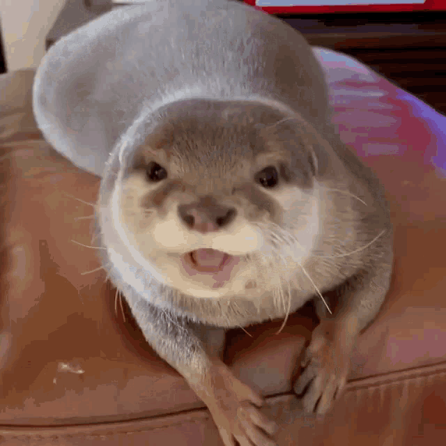 a close up of an otter laying on a couch