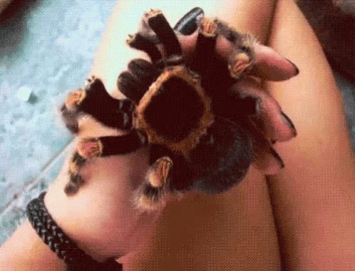 Bugs Insect GIF - Bugs Insect Spider GIFs