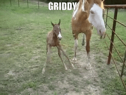a foal is standing next to a horse in a field .