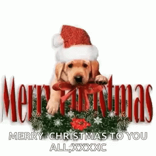 Merry Christmas Dog GIF - Merry Christmas Dog Blink GIFs