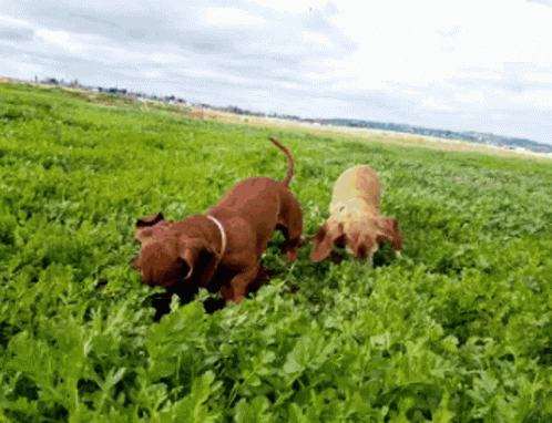 Dogs Digging GIF - Dogs Digging Dachshund GIFs