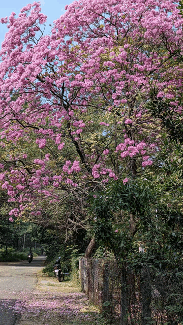 a tree with pink flowers along the side of the road