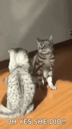 two cats are standing next to each other on a wooden floor and one of them is saying `` oh yes she did ! ''