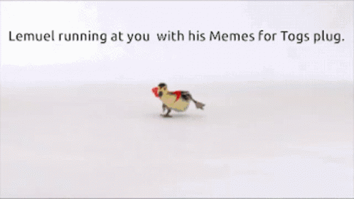 Memes For Togs Running Late GIF - Memes For Togs Running Late In A Hurry GIFs