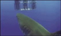 Shark Fart GIF - Shark Fart Poop GIFs