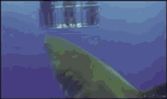 a shark is swimming in the ocean near a cage with people in it