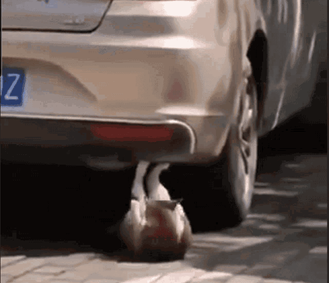 a cat is sitting on the back of a car .