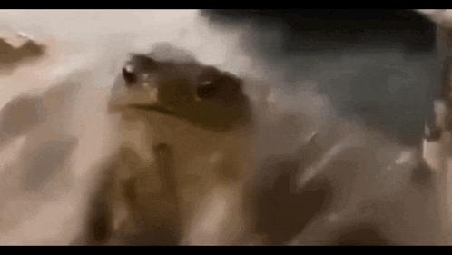 a close up of a frog standing in the water .