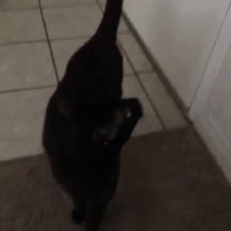 Cats Blackcats GIF - Cats Blackcats Meow GIFs