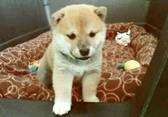 Cute Animals Doggo GIF - Cute Animals Doggo Shiba Inu GIFs