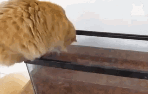 a cat is drinking water from a tank with a cat logo on the bottom