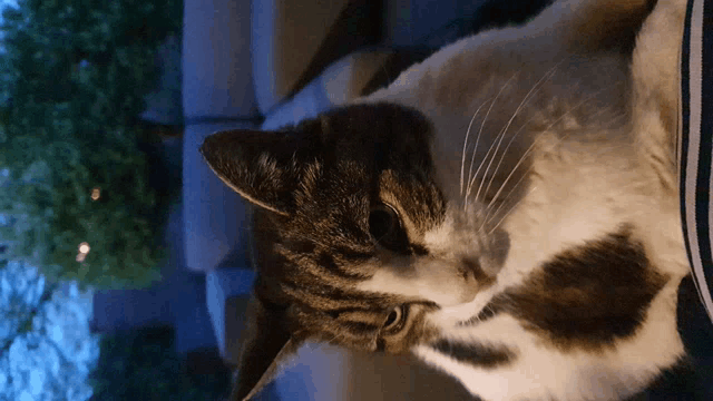 a cat laying on a couch looking up at the camera