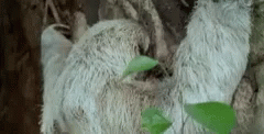 Okay Sloth GIF - Okay Sloth GIFs