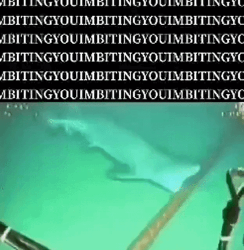 Shark Bitting GIF - Shark Bitting Im Bitting You GIFs