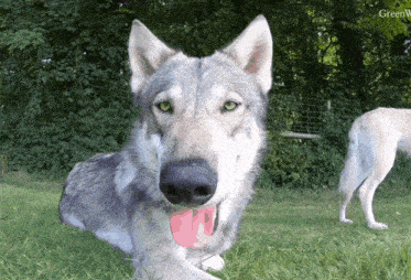 a gray dog with a red tongue is laying in the grass
