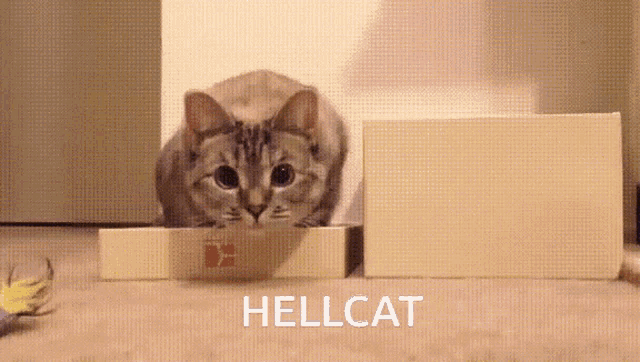 Hellcat GIF