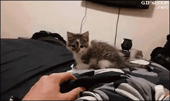 a kitten laying on a bed with a person 's hand on it