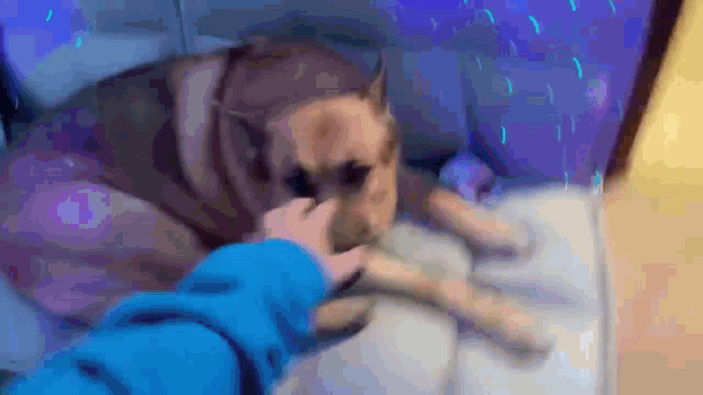 a person petting a dog in a blue jacket