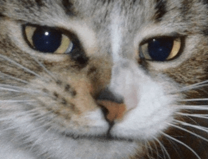 a close up of a cat 's face with yellow eyes and white whiskers