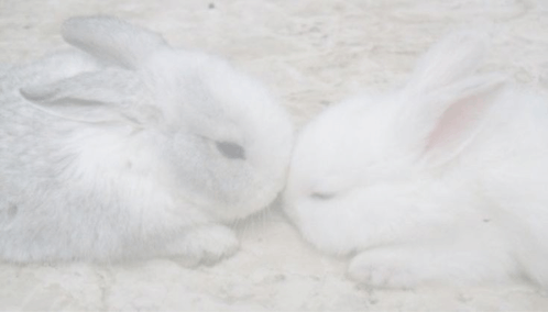 Rabbits Cute GIF - Rabbits Cute Softcore GIFs
