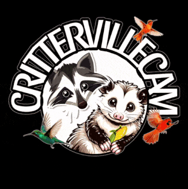 a raccoon and an opossum are surrounded by hummingbirds in a logo for critterville cam