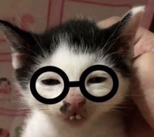 Cat Gery GIF - Cat Gery Glasses GIFs