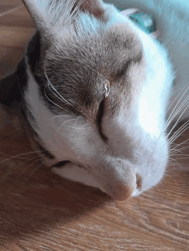 a close up of a cat sleeping on a wooden surface