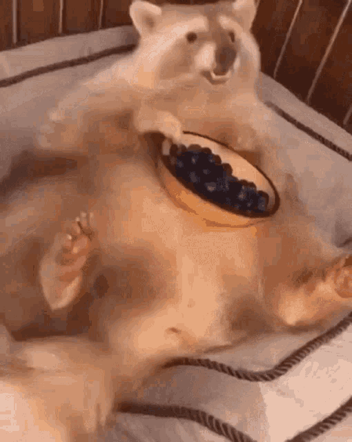 a raccoon is laying on its back with a bowl of blueberries on its back .