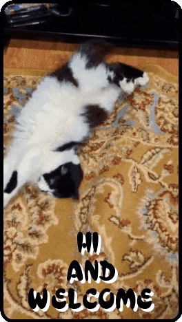 a black and white cat laying on its back on a rug with the words hi and welcome below it