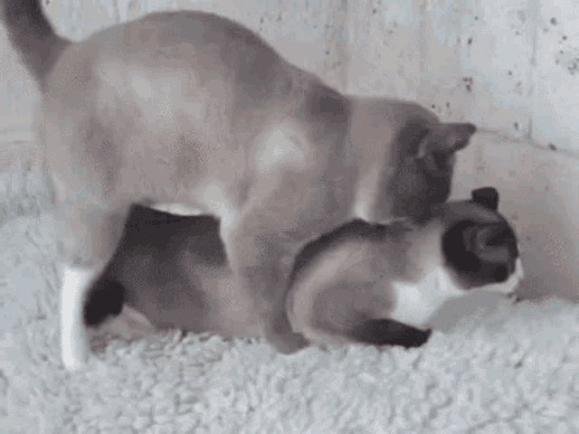two cats are playing with each other on the floor .