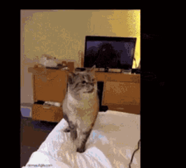 Cat Explosion GIF - Cat Explosion Sneeze GIFs