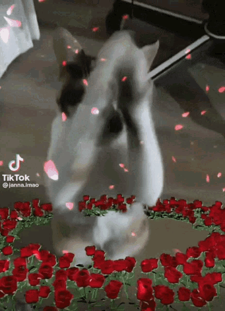 a cat is surrounded by red roses and petals with a tiktok watermark