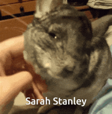a person is petting a chinchilla with the name sarah stanley on the bottom