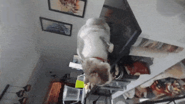 a cat is sitting on top of a microwave in a kitchen .