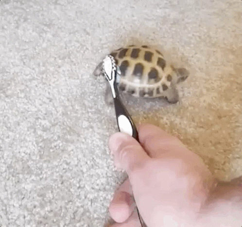 Turtle Toothbrush GIF - Turtle Toothbrush Brushing GIFs