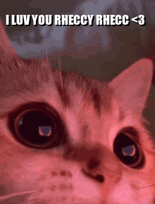 a close up of a cat with the words i luv you rheccy rhecc < 3 above it