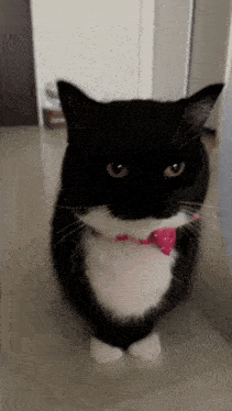 a black and white cat with a pink bow tie around its neck
