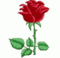 a red rose with green leaves on a stem on a white background .