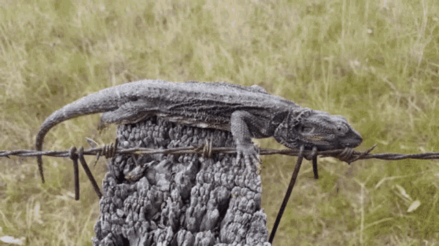 How Do Bearded Dragons Survive In The Wild GIF - How Do Bearded Dragons Survive In The Wild GIFs
